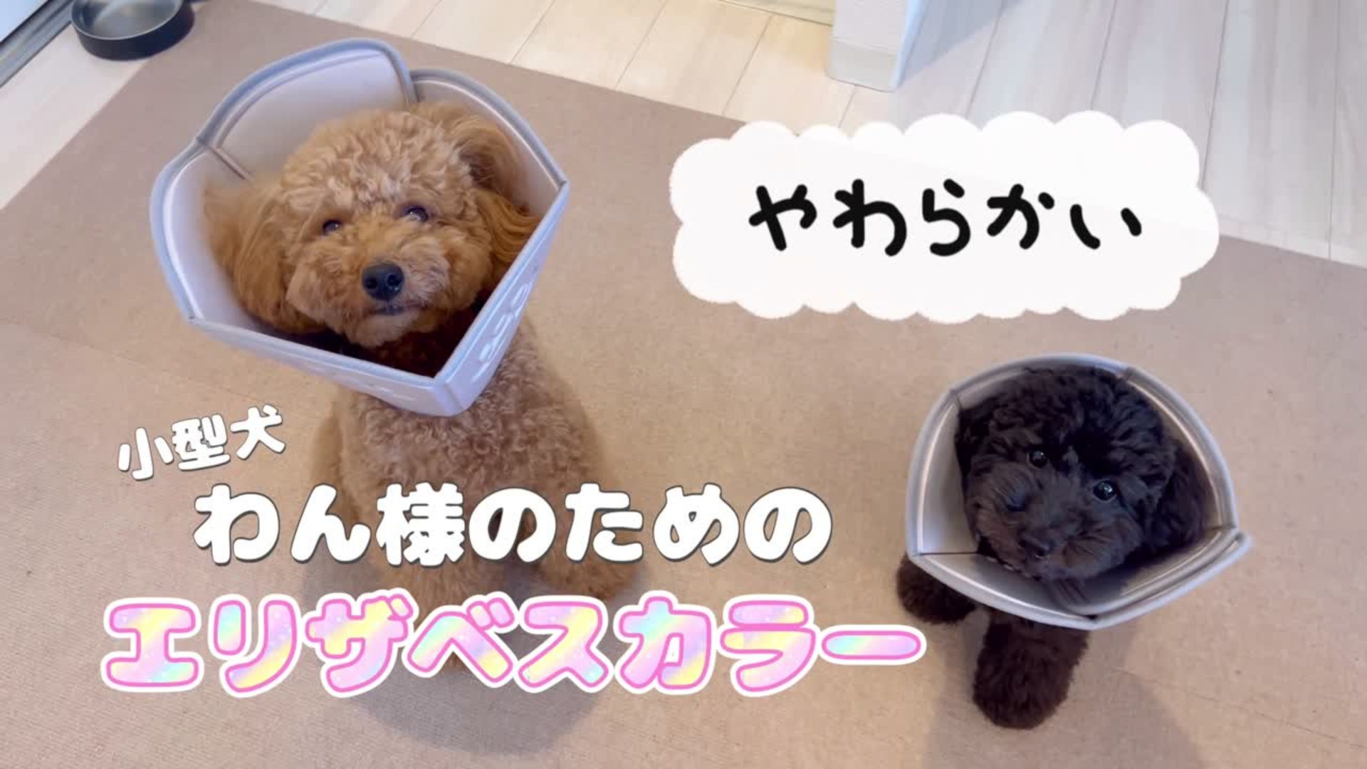 Amazon | SIMPS エリザベスカラー 【愛犬家監修】わん様専用設計x小型
